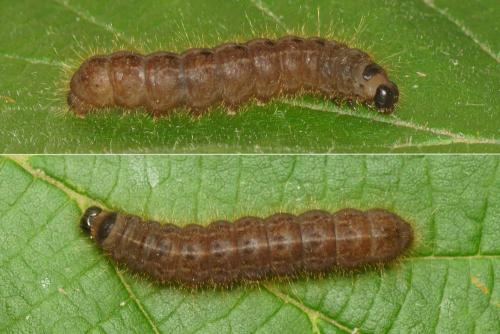 Réf. 258 264 : Conistra sp.